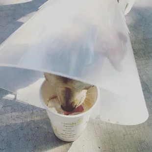 Saint and his puppacino