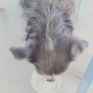Dude and his puppacino