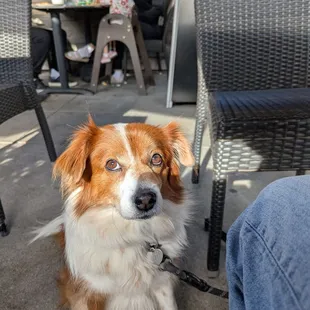 Dog-friendly patio (even with dog bowl)