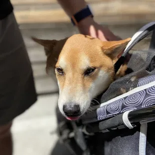 We were a party of 4 and a dog :)