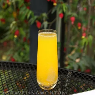 Mimosa