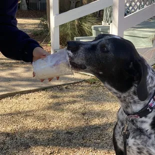 Josie getting a pup cup!