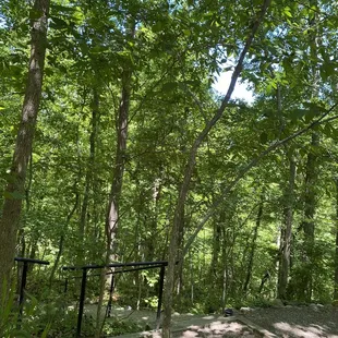 a bench in the woods