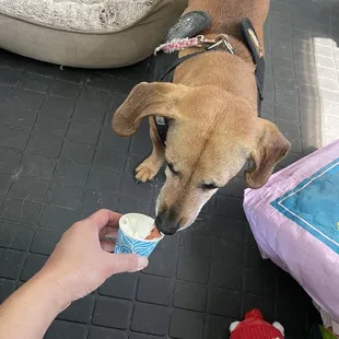Complimentary puppuccinos! Thank you!