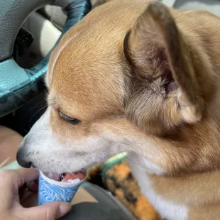 Puppuccino?! Yes please!