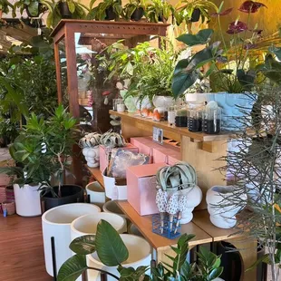 a variety of potted plants