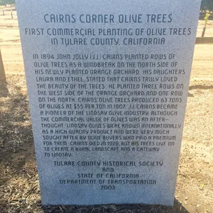 Olive tree history