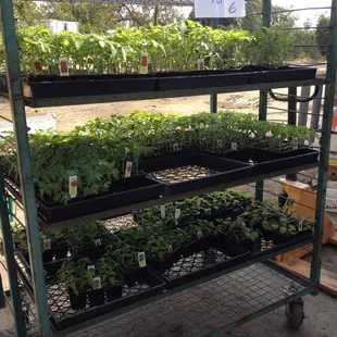 Buy plants too