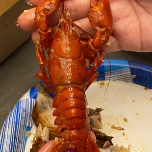 Huge crawfish