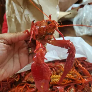 a person holding a lobster