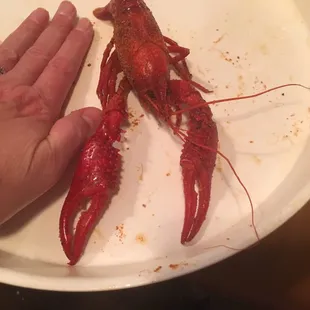 Crawfish as big as your hand!!!!