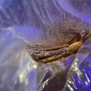 Boiled Shrimp/ Half Pound