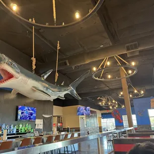 Shark week every week!