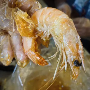 Shrimp head on