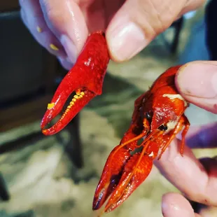 A monsterous claw.