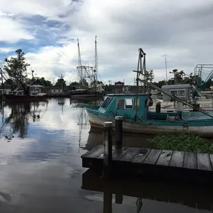 Cajun Critters Swamp Tour