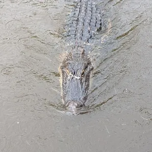 Coming for a marshmellow