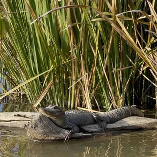 Gator sunbathing and smirking