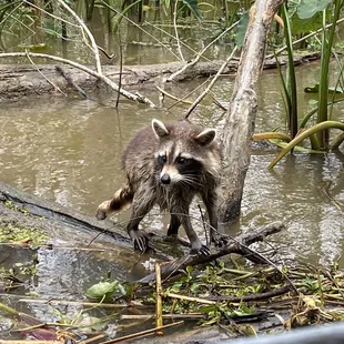 Raccoon