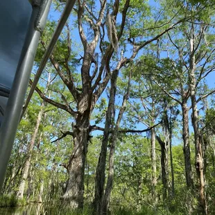 Mother tree