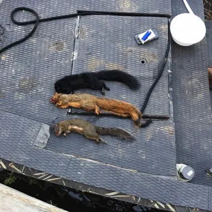 Squirrel,  it&apos;s for dinner
