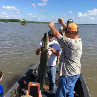 Prehistoric looking alligator garfish