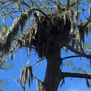 Eagles nest right near the camp