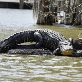 King of the Swamp