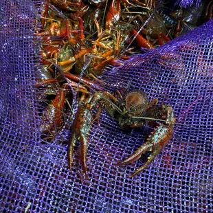 Live Crawfish