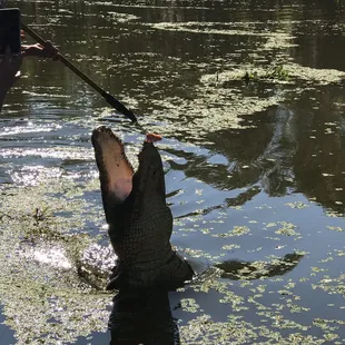 Feeding my 80 year Old Alligator Tee-Boy