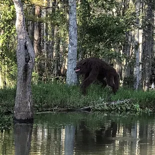 You might even see a RougaRou on Cajun Man's Swamp tours, They come out every full moon looking for Tourist !