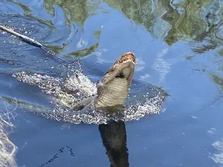 Annie Miller's Swamp Tours & Charters