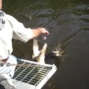 The guide feeding the gators.  Those gators sure can jump!