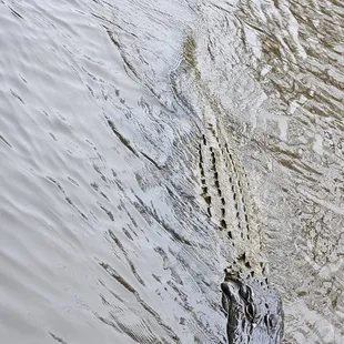 Alligator