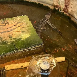 Baby alligator