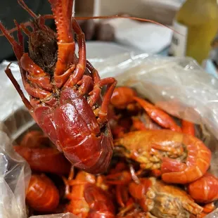 a lobster in a plastic bag