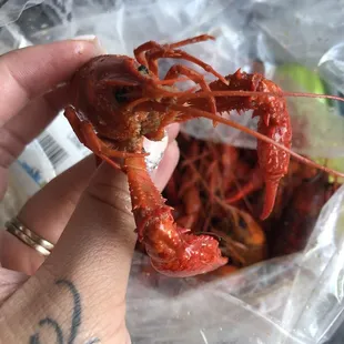 Crawfish