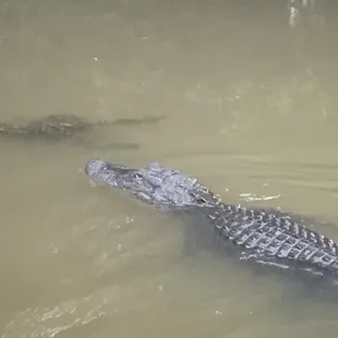 Gator