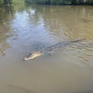 Random alligator