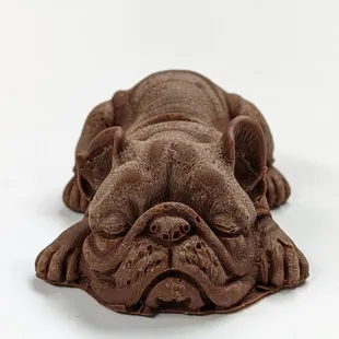 Chocolate french bulldog