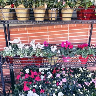 Flowers outside