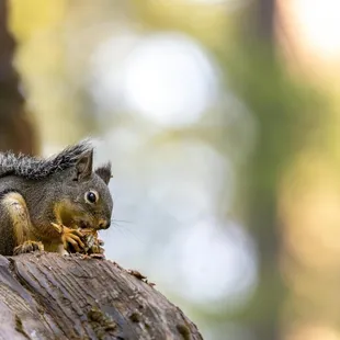 "All was quiet in the deep dark wood. The squirrel found a nut, and the nut was good."--Julia Donaldson