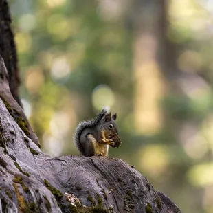 "All was quiet in the deep dark wood. The squirrel found a nut and the nut was good."--Julia Donaldson