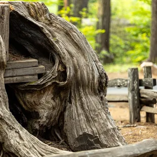 Calaveras Big Trees State Park