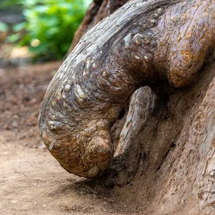 Abe's, uh, protrusion 0_o