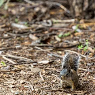 Calaveras Big Trees State Park