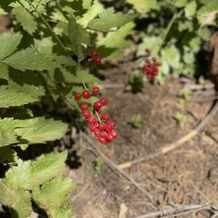 Berrys from a female yew tree which grow in the grove.