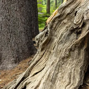 Calaveras Big Trees State Park