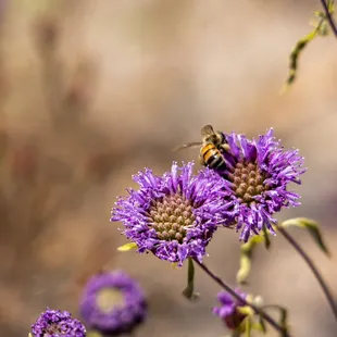 Calaveras Big Trees State Park