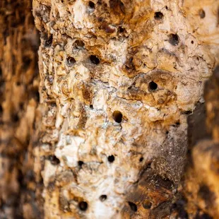 Calaveras Big Trees State Park